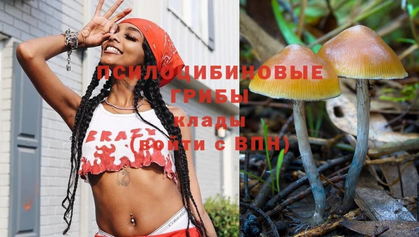 шишки Аркадак